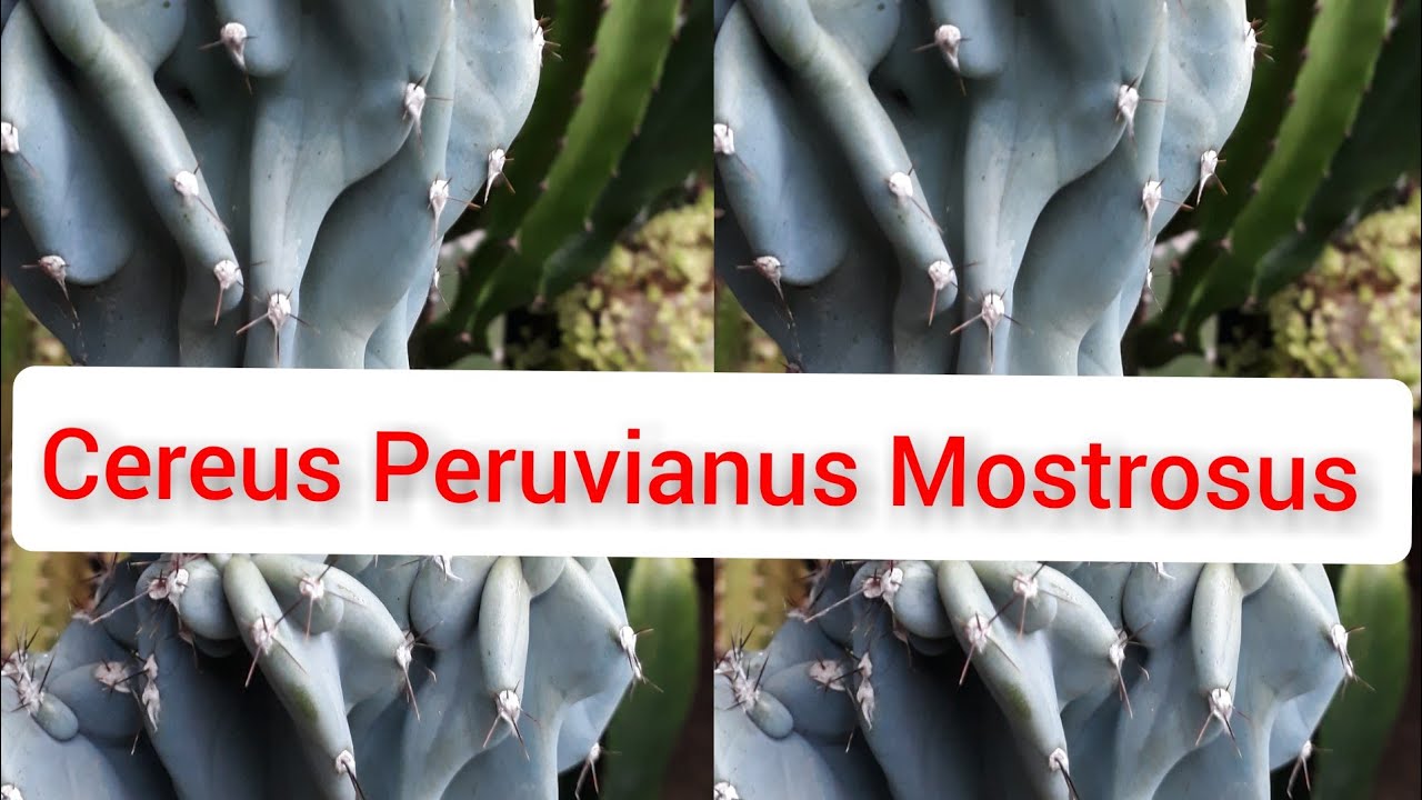 Cacto Azul: Cereus Peruvianus Mostrosus: 