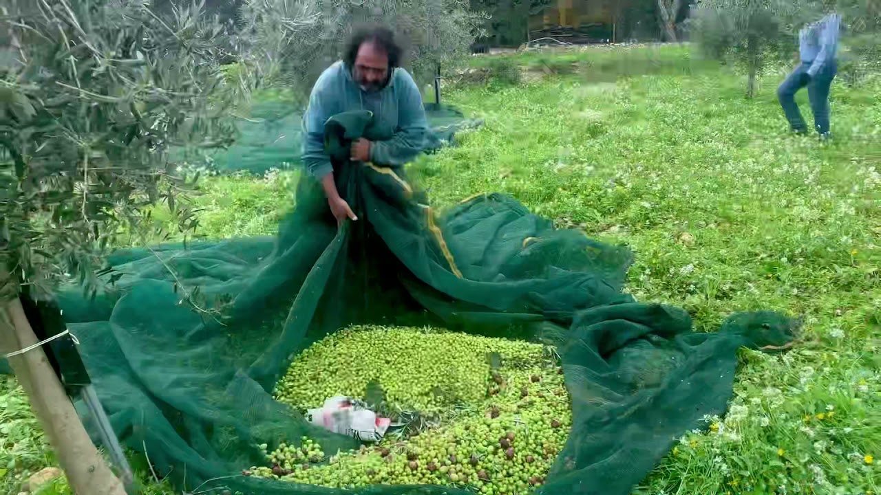 Caltabellotta-Esperienza raccolta olive e…