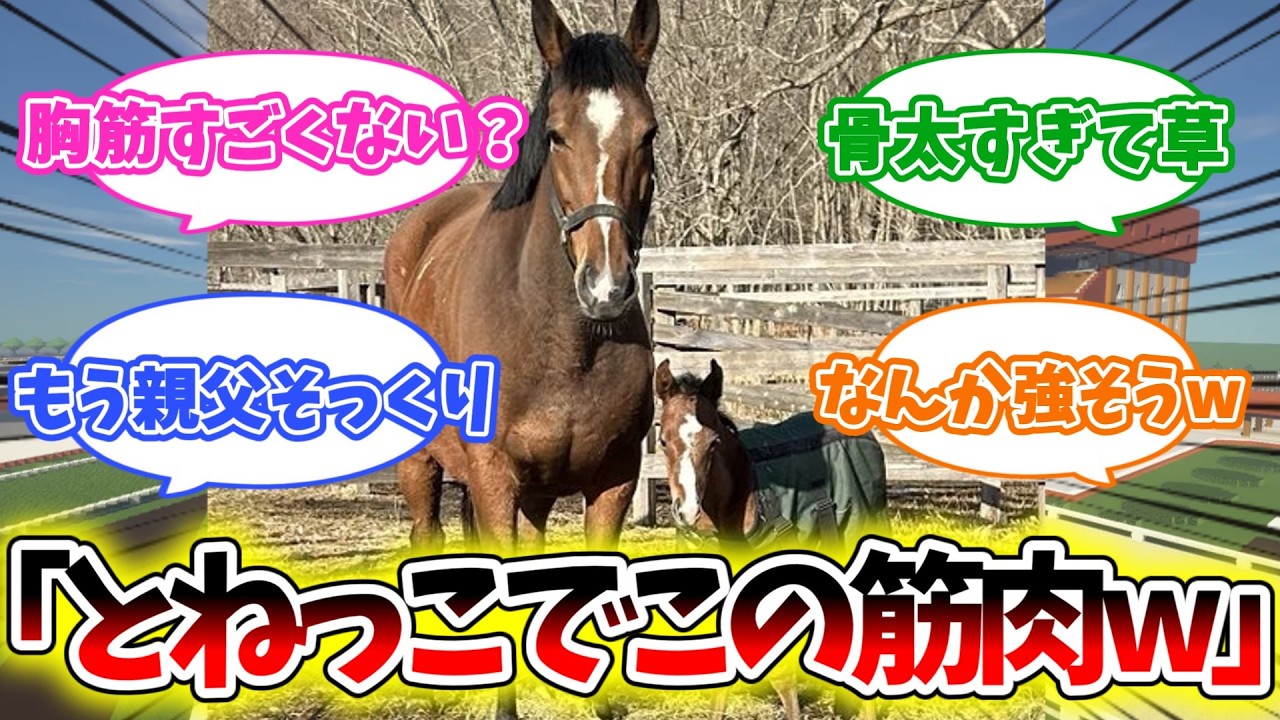 【ドウデュース産駒】生まれた時からムキムキ【競馬】