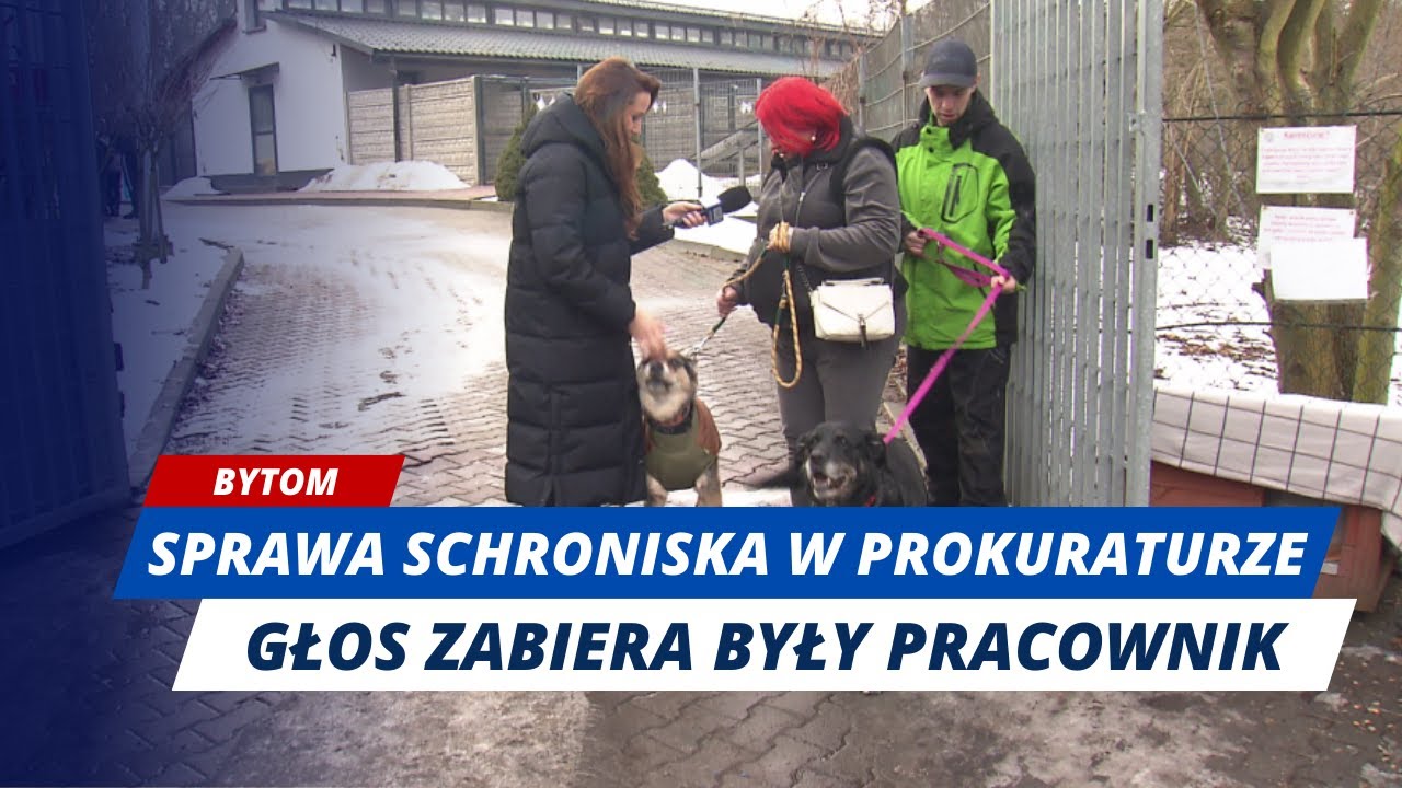 BYTOM: SPRAWA SCHRONISKA W PROKURATURZE. GŁOS ZABIERA BYŁY PRACOWNIK