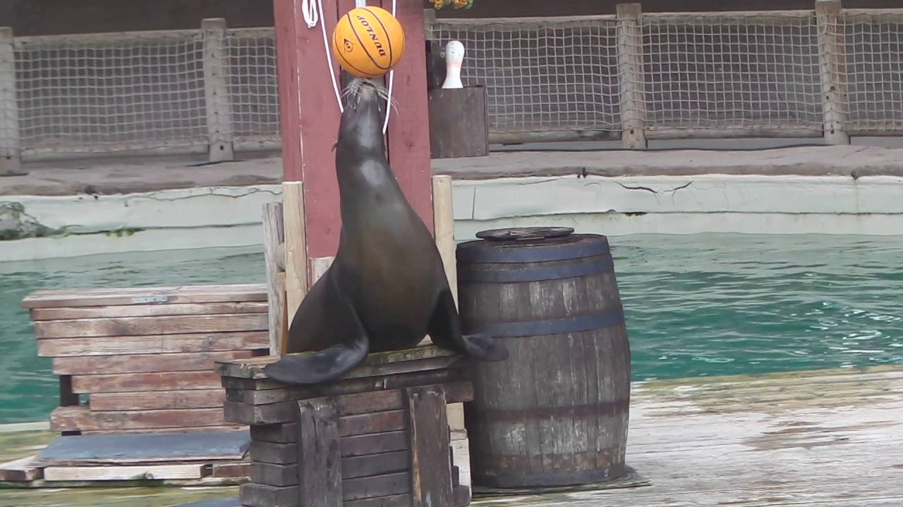 Sea Lions Balancing Balls