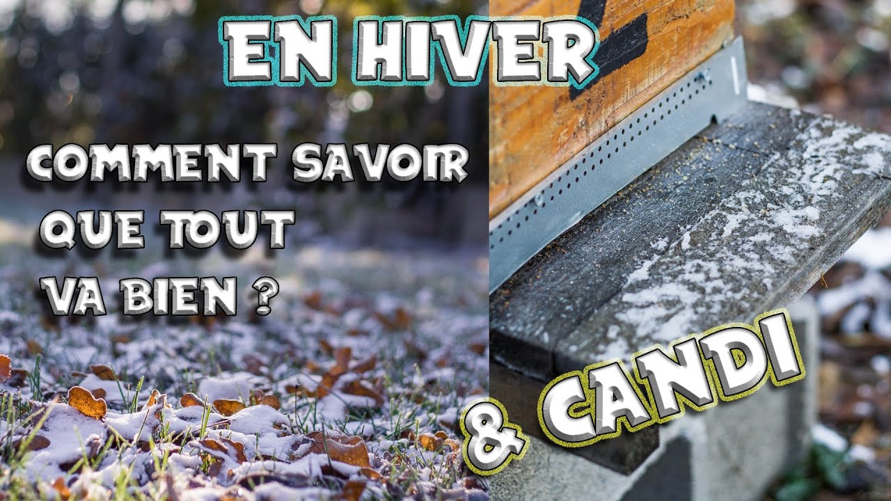 S01E18 Comment vérifier que tout va bien? &Candi | LRSG #apiculture 2022