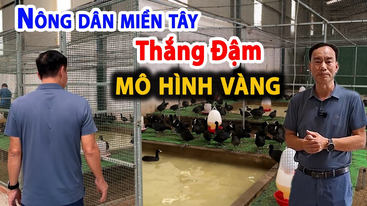 N&Ocirc;NG D&Acirc;N MIỀN T&Acirc;Y THẮNG ĐẬM TỪ M&Ocirc; H&Igrave;NH V&Agrave;NG | CHĂN NU&Ocirc;I VIỆT