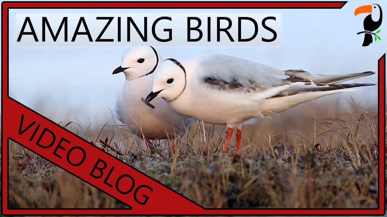 Amazing Birds of the World (2020 Edition)