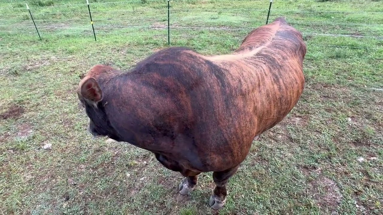 Redford is actually a tiger.