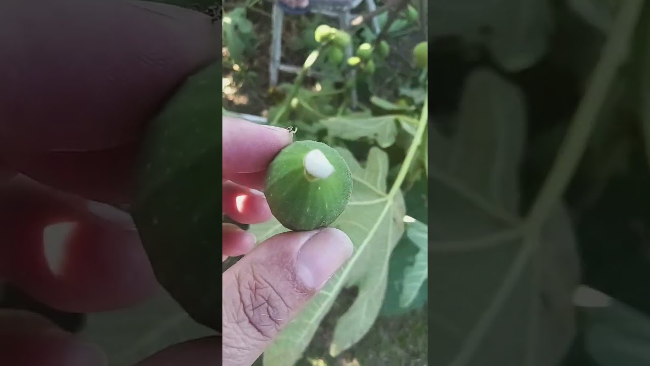  Colheita de figo /Curiosidades sobre  a figueira 