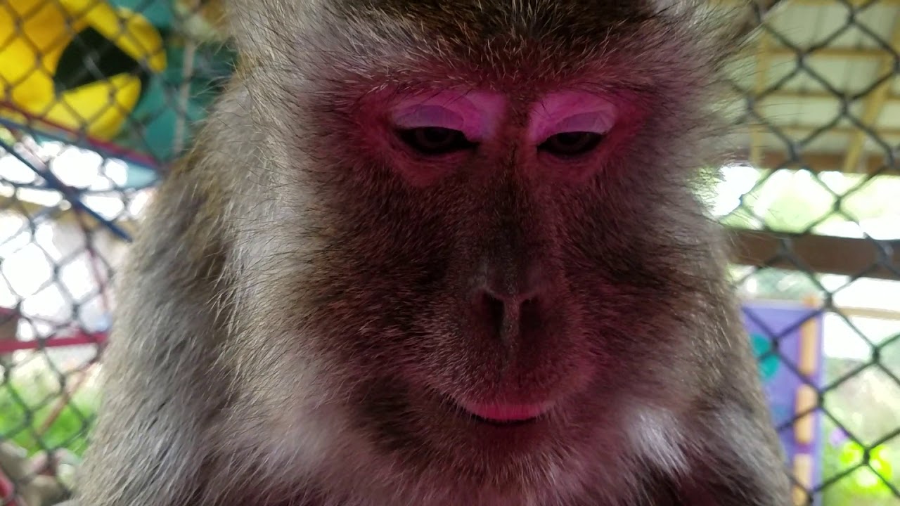 ASMR Monkey Grooming Video