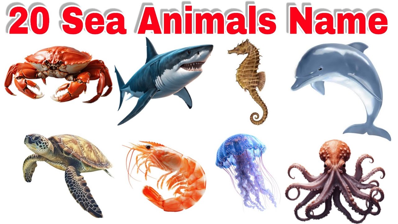 20 Sea Animals Name in English and Hindi | Kids Learning Video | Sea Animals Names for Children 