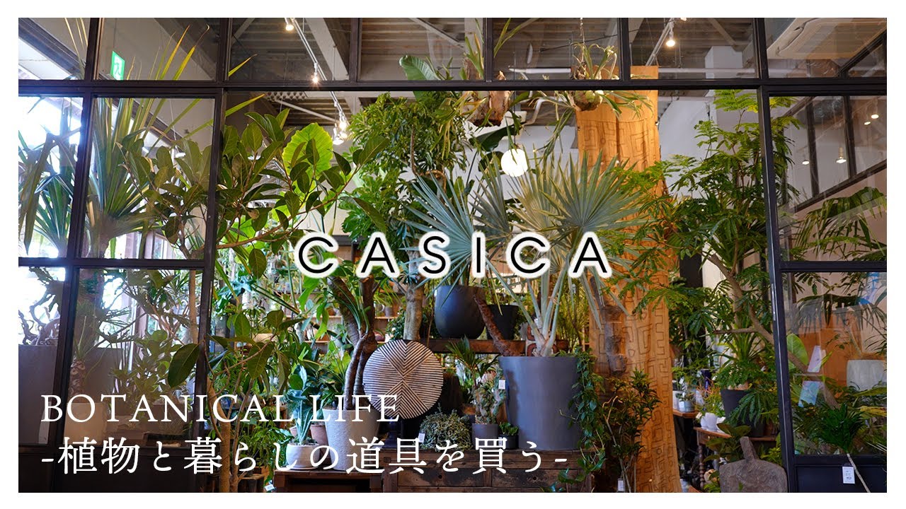 【観葉植物】素敵な植物と暮らしの道具に出会える「生きた時間と空間を可視化する」ハイセンスなセレクトショップ｜CASICA｜カシカ｜東京｜新木場｜植物店巡り｜購入品紹介