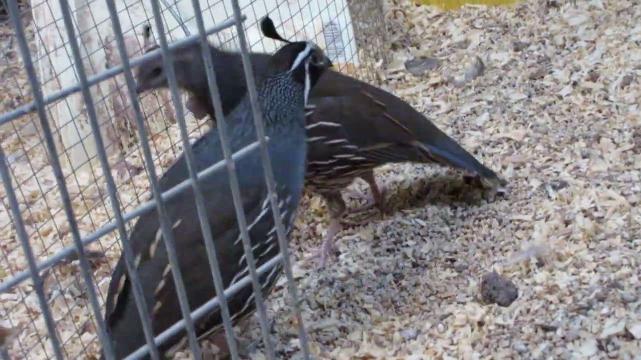A pair of Valley quails and two eggs (in January!)