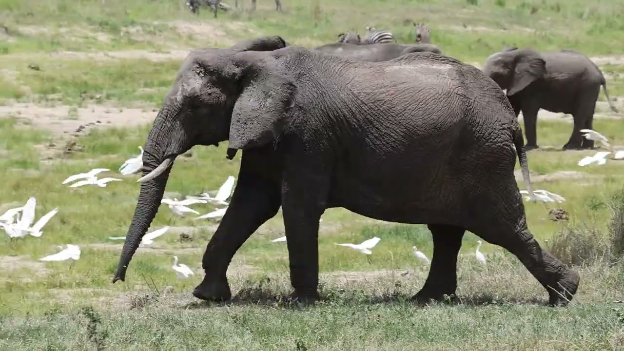 Národní park Tarangire, Tanzánie