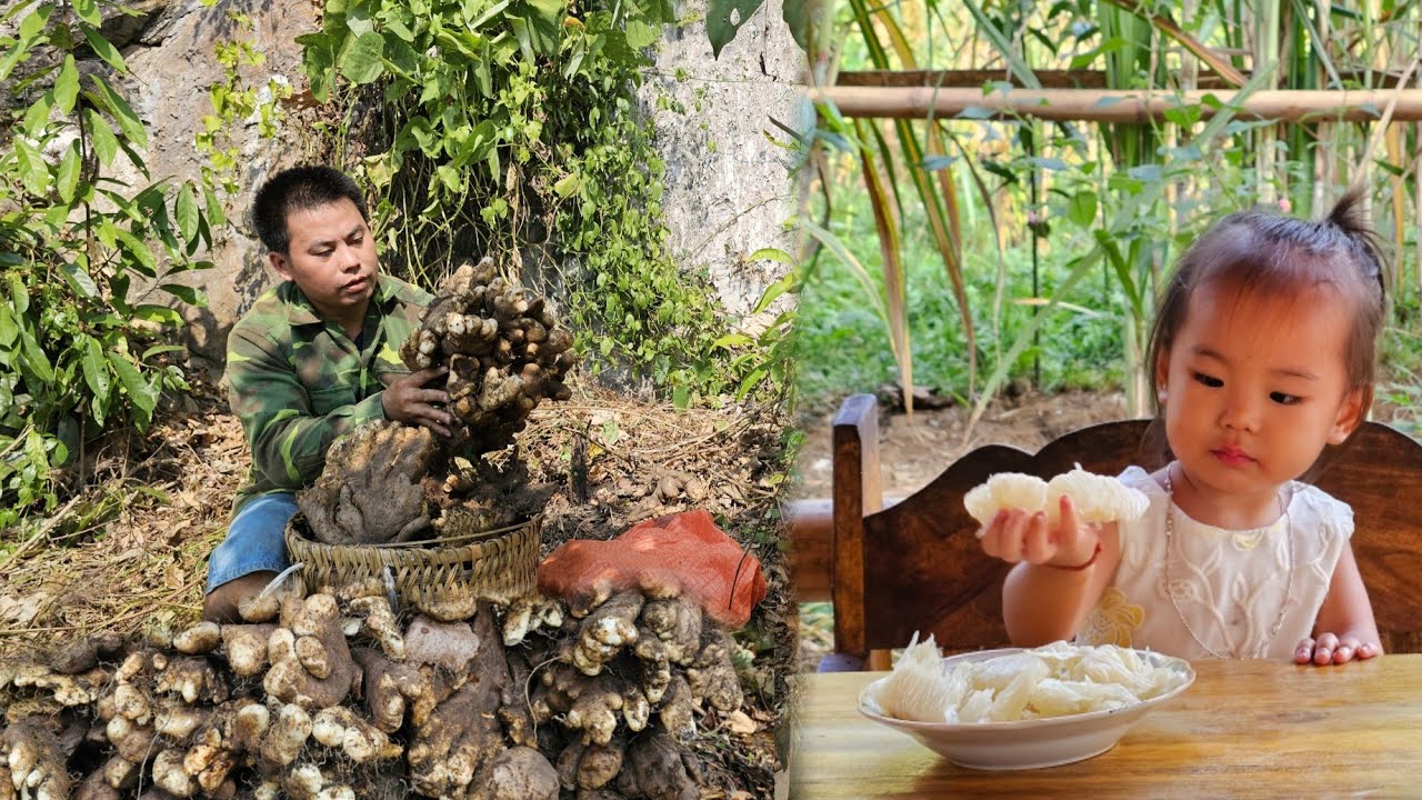 Harvesting wild potatoes goes to the market sell - Picking up baby after school /XuanTruong