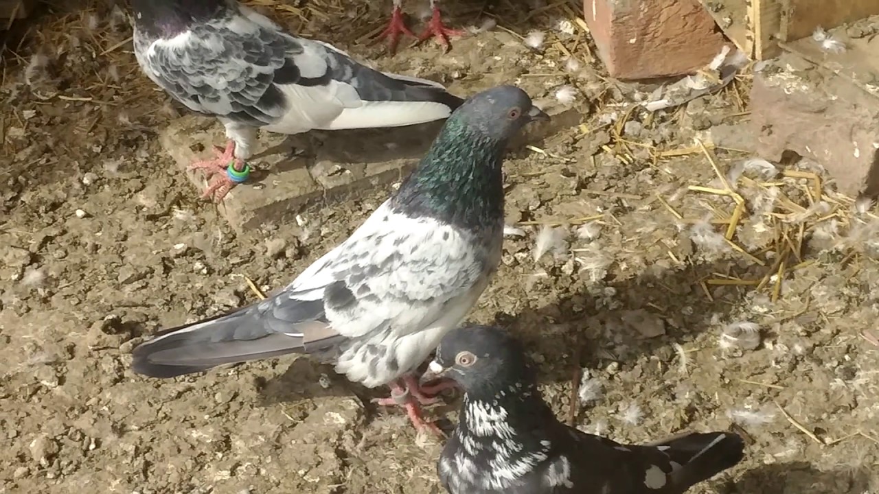 Training high flying pigeons-letting your pigeons out side the loft -3ed day- with Raja Bhai