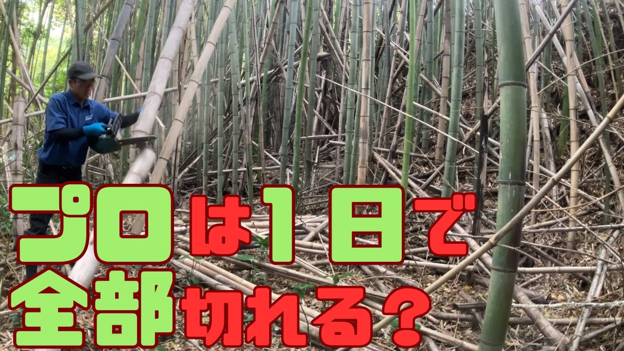 【竹林整備】放置竹林を竹のプロが切りまくる【チェンソー】【bamboo】