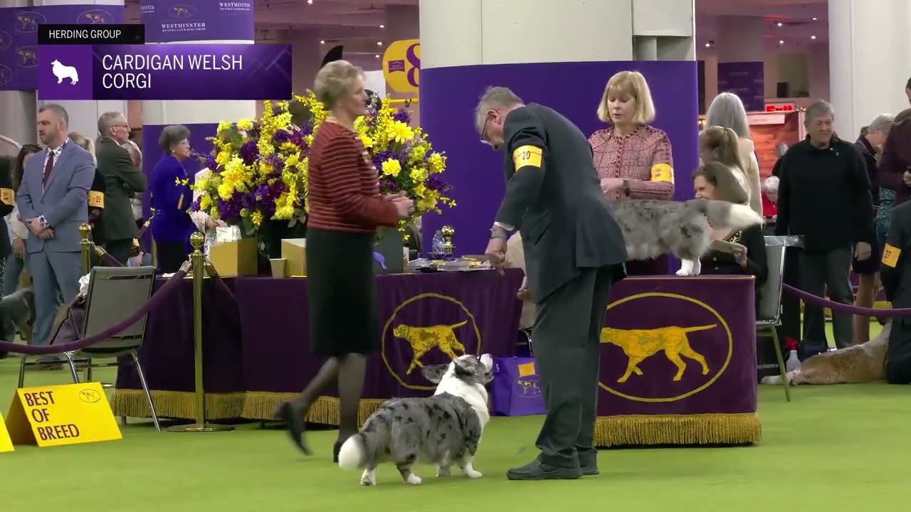 Cardigan Welsh Corgi | Breed Judging 2025