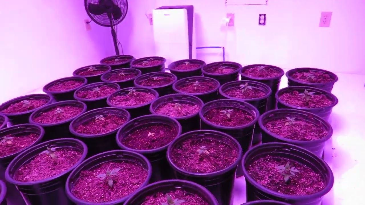 Chem Cookies Auto & 3 Godzilla Goo Auto 9-3-2022