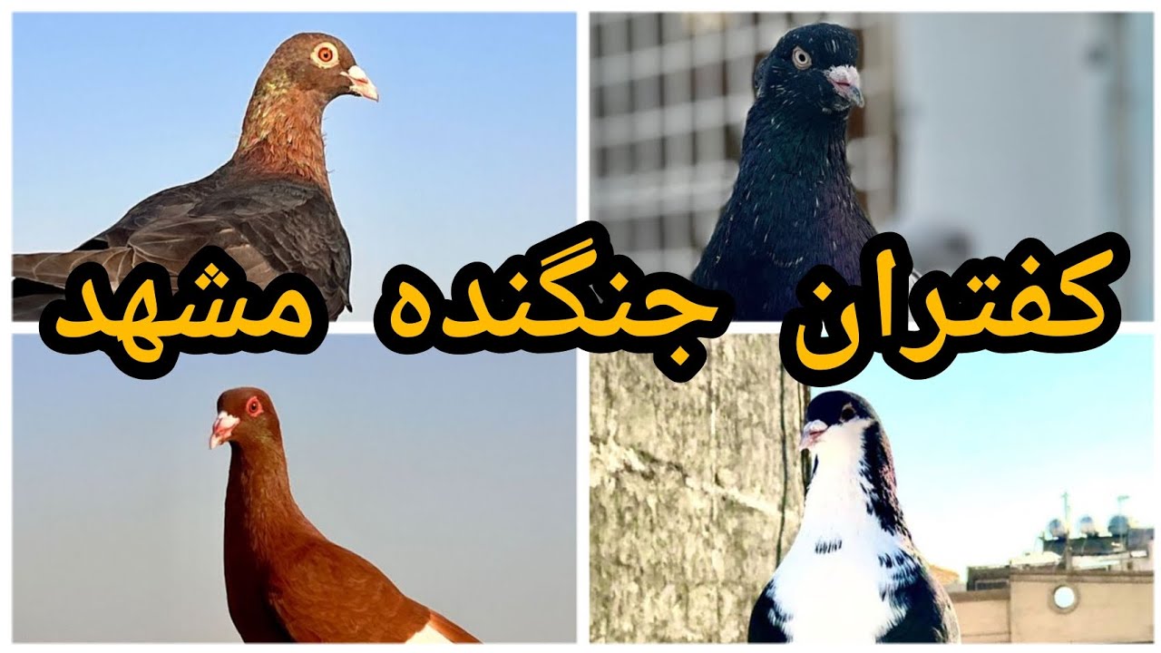 پرواز کبوتران مشهد