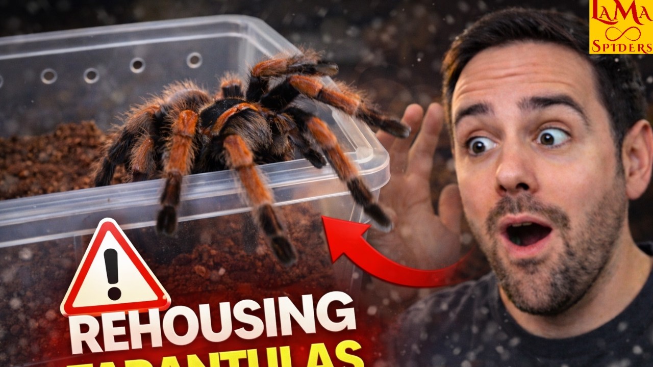 One Mistake Away… Rehousing My New World Tarantulas