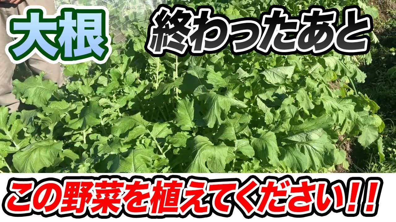 【大根】後作はこの野菜がおすすめです！