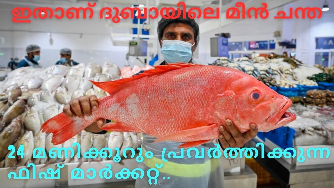 Waterfront Fish Market Dubai | ദുബായിലെ ഈ മാർക്കറ്റിൽ കിട്ടാത്തതായിട്ട് ഒന്നുമില്ല Vegetable | Fruit
