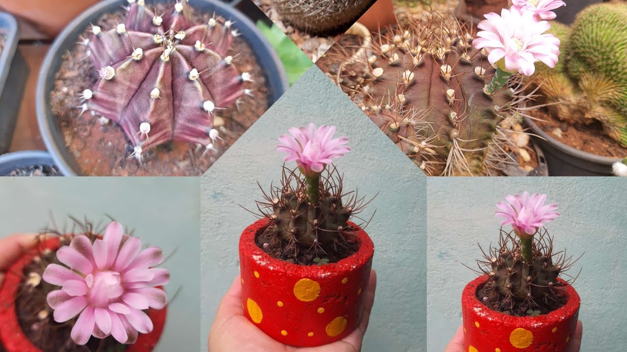 Gymnocalycium Purple: GYMNOCALYCIUM Mihanovichii! (Gymnocalycium purple)