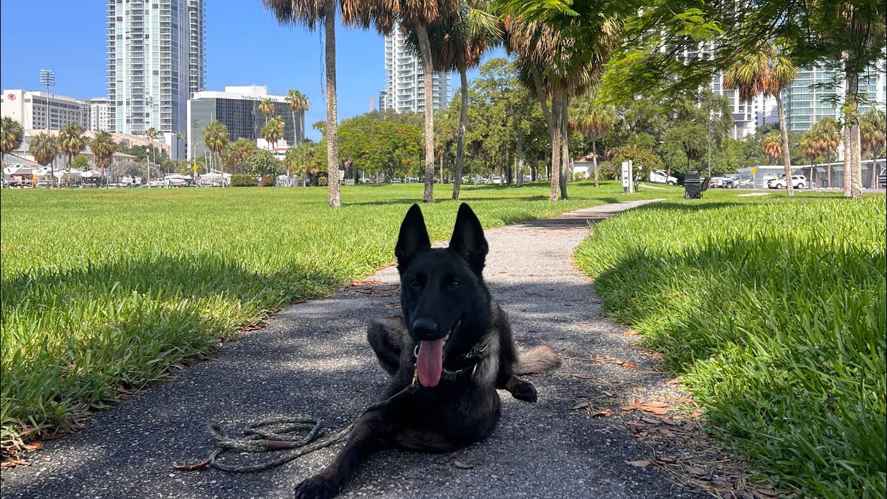 Kota | Belgian Malinois | Public OB