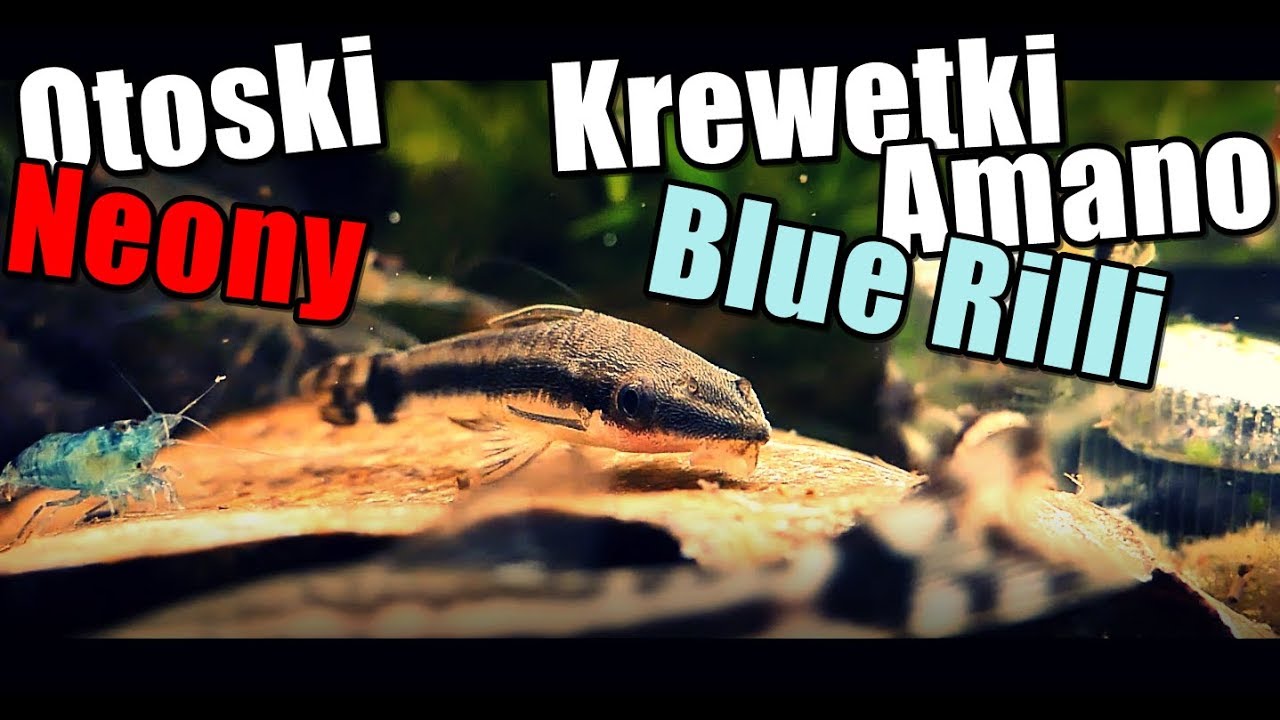 Akwarium 54L Otoski, Neony, Krewetki Amano, Blue Rilli