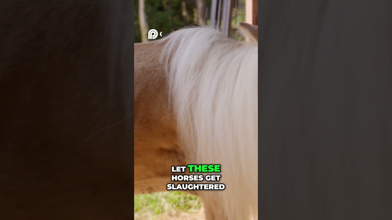 Saving the Horses: Auction Rescue Mission! #MrBeast #vyropartner