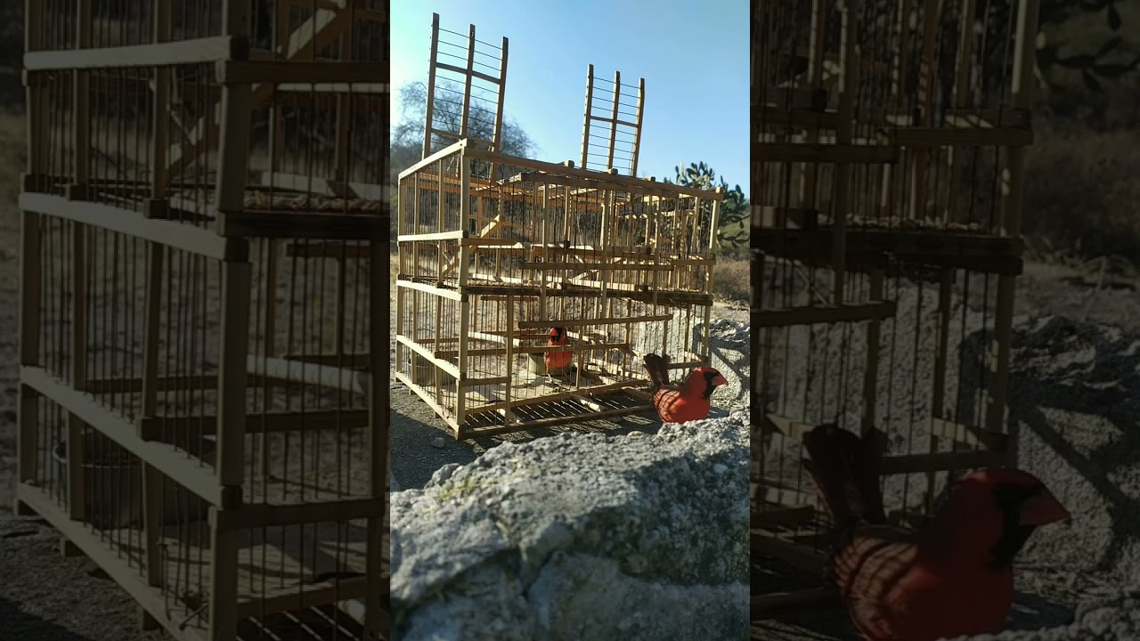 Captura de cardenal rojo ♥️
