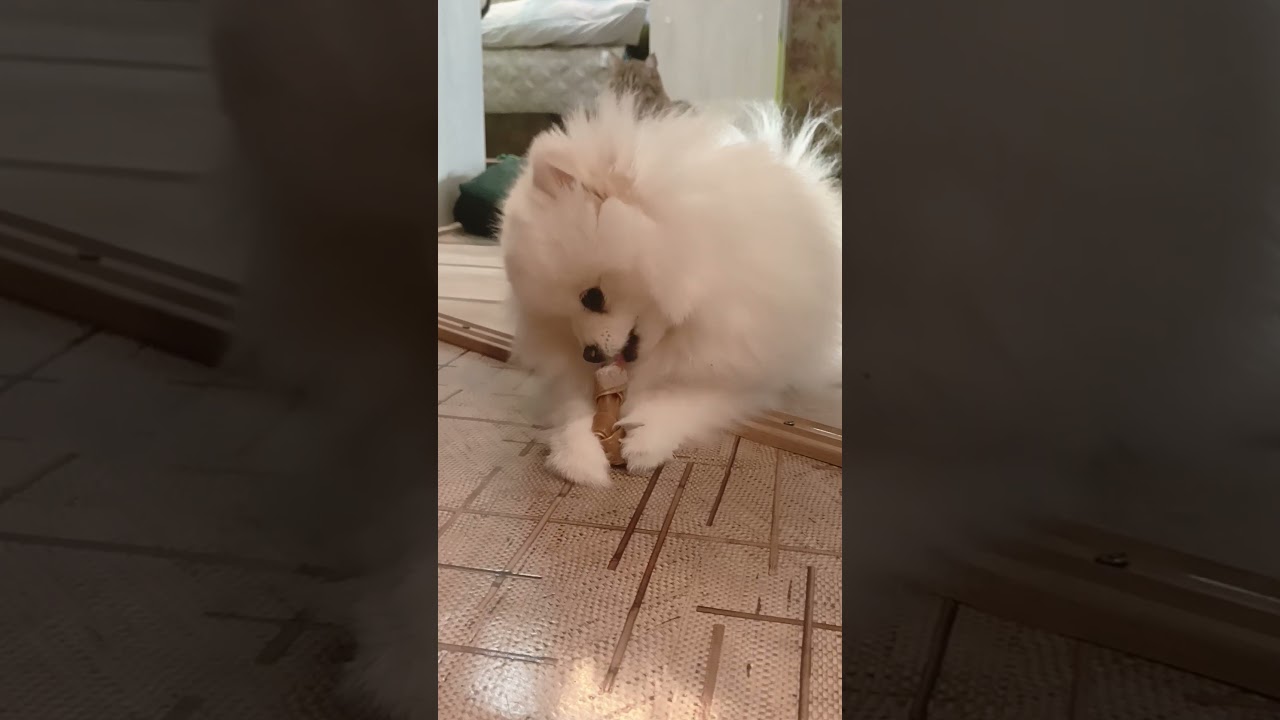 #pomeranian #коткомпот #cat #брошенныекоты #pets #веселыекоты #cute #прикольныекоты #pom #шпиц