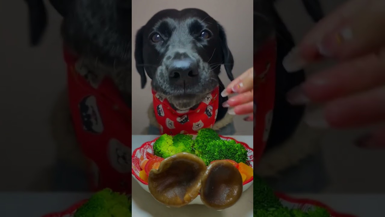 Hona mange bien #chien #animaux #music #song #asmr #bruitdebouche