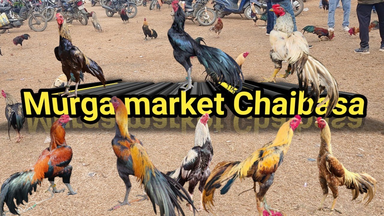 Aseel murga hat Chaibasa || Chaibasa hat || mangal bazaar Chaibasa || murga market ||