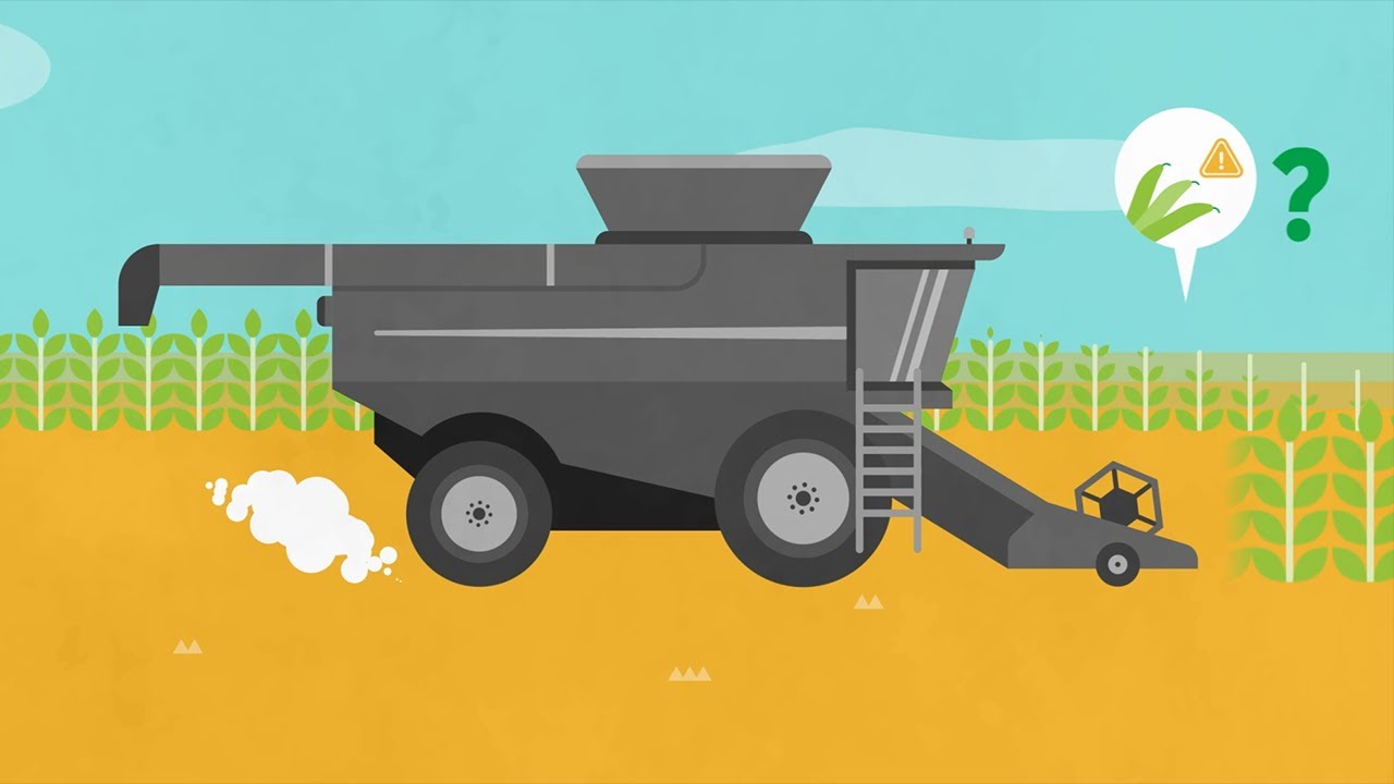 Harvest Losses in Pulse Crops