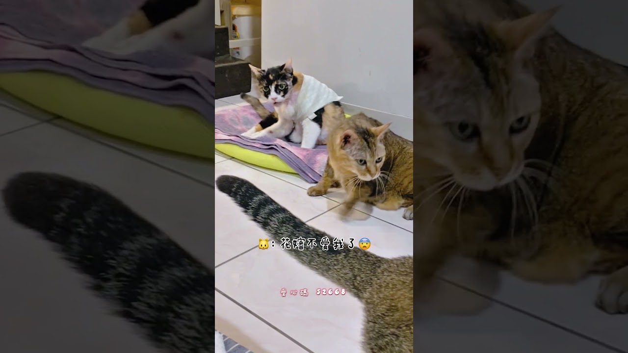 回診完畢的仁愛