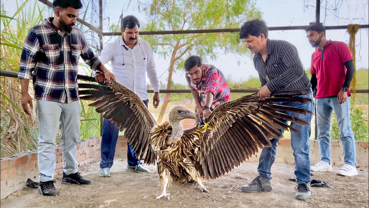 Vulture’s Update | जटायू को देखने पहुँचे Crazy XYZ के Amit Sharma इतना बड़ा गिद्ध देख दंग रह गये !😱