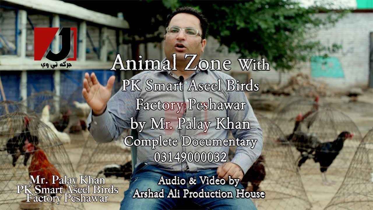 Animal Zone ep:1 | PK Smart Aseel Birds Factory Peshawar by Mr. Palay Khan | Complete Documentary