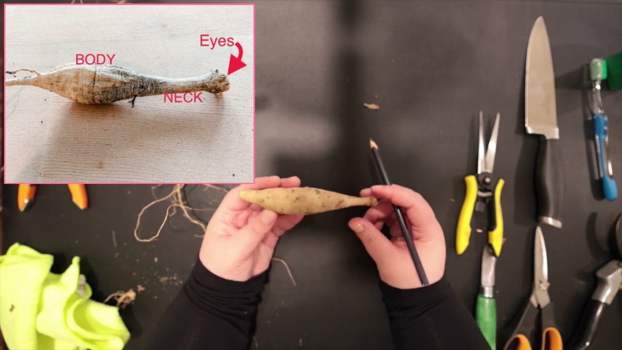 Dividing Dahlias, a COMPLETE Guide ✂️🙌🌸