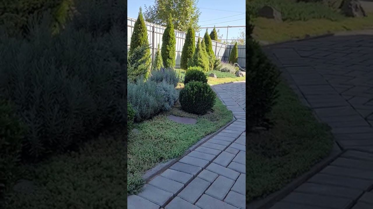 Самшит. Когда стричь нельзя! Не потеряйте Самшит.