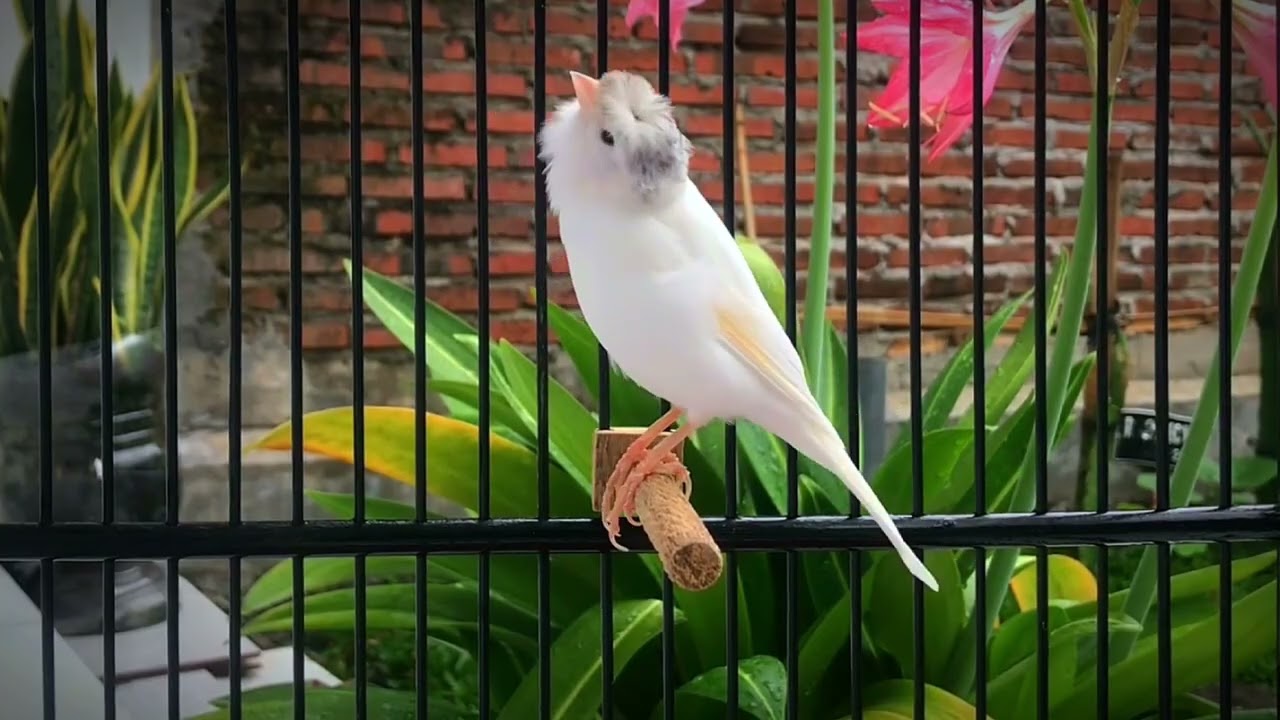 This Belgian Canary Attracted Many Canaries to Sing‼️ Magical Training🐦
