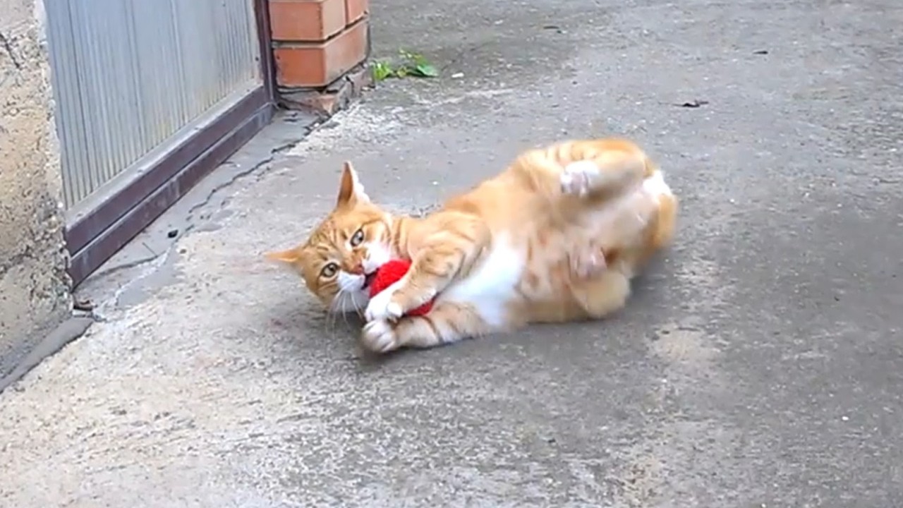 This Cat Can’t Resist This Red Ball 😻🐾