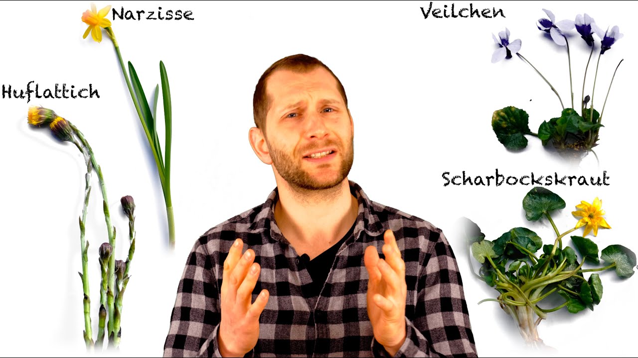 Frühblüher: Warum blühen manche Pflanzen so früh im Jahr? - Lernen macht Spaß