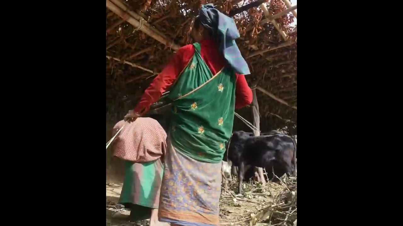 Highland harvestinga #food #viral #cooking #harvesting 