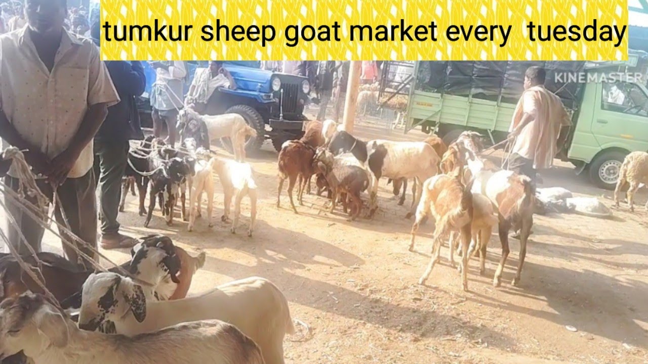 ಕುರಿ ಮೇಕೆ ಸಂತೆ ತುಮಕೂರು@ @ agrianimals