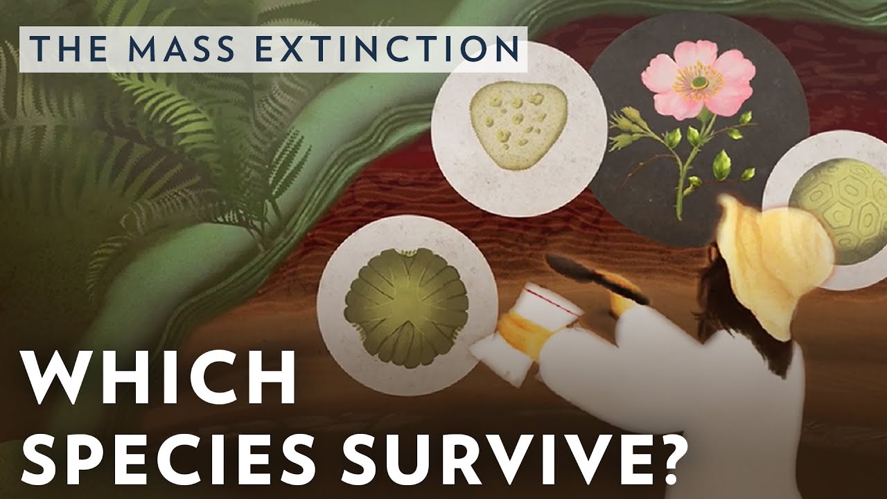 Which species survive mass extinction?