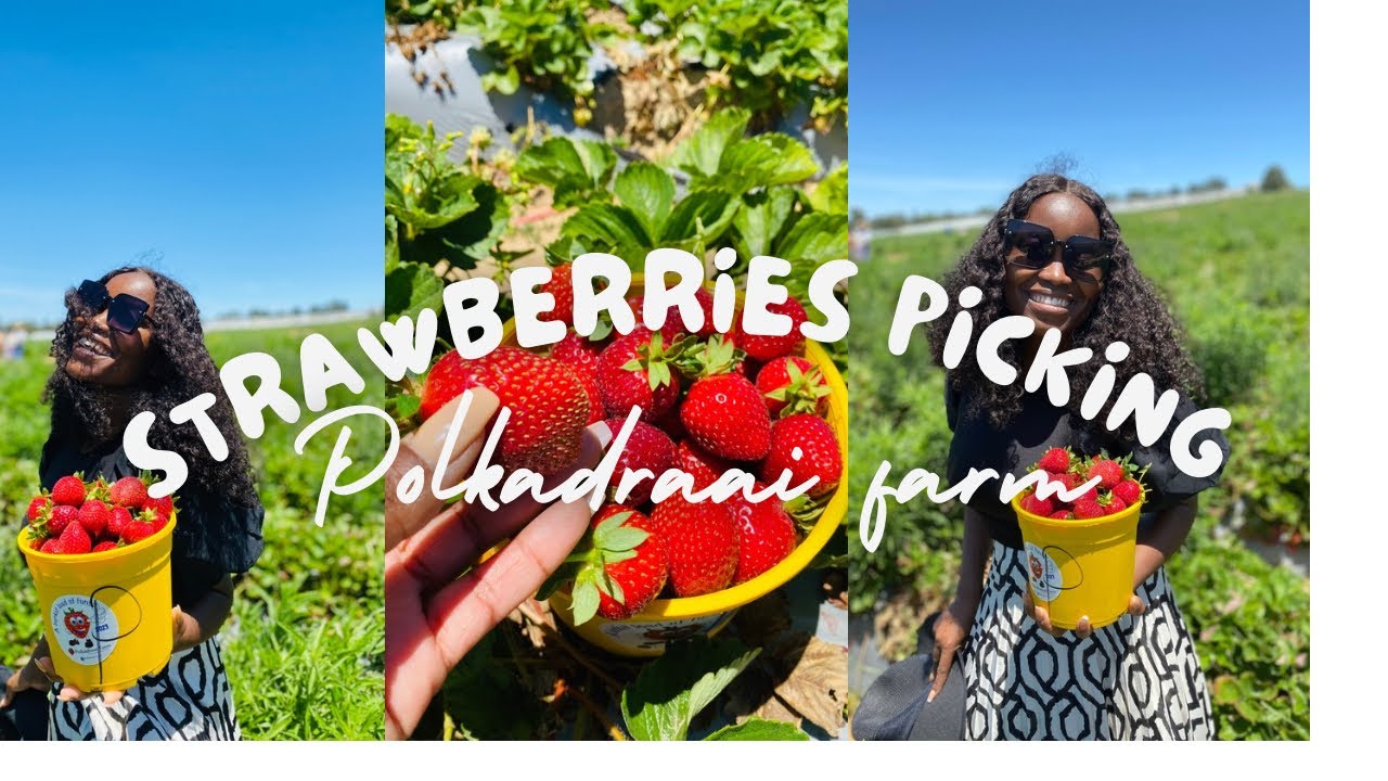 Strawberry picking|Cape Town|OVOYE