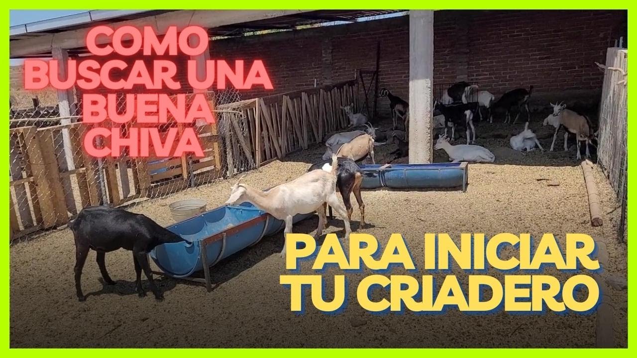 Como Buscar una buena chiva para iniciar tu criadiero