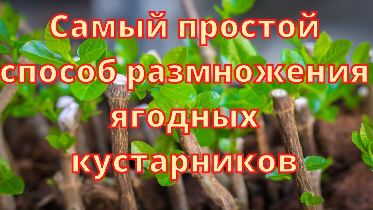 Самый простой способ размножения ягодных кустарников