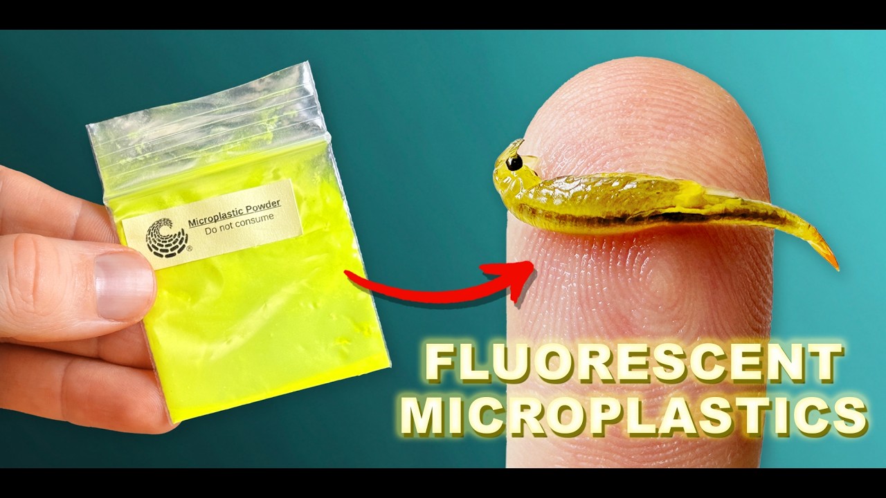I Fed Fluorescent Microplastics To Brine Shrimp