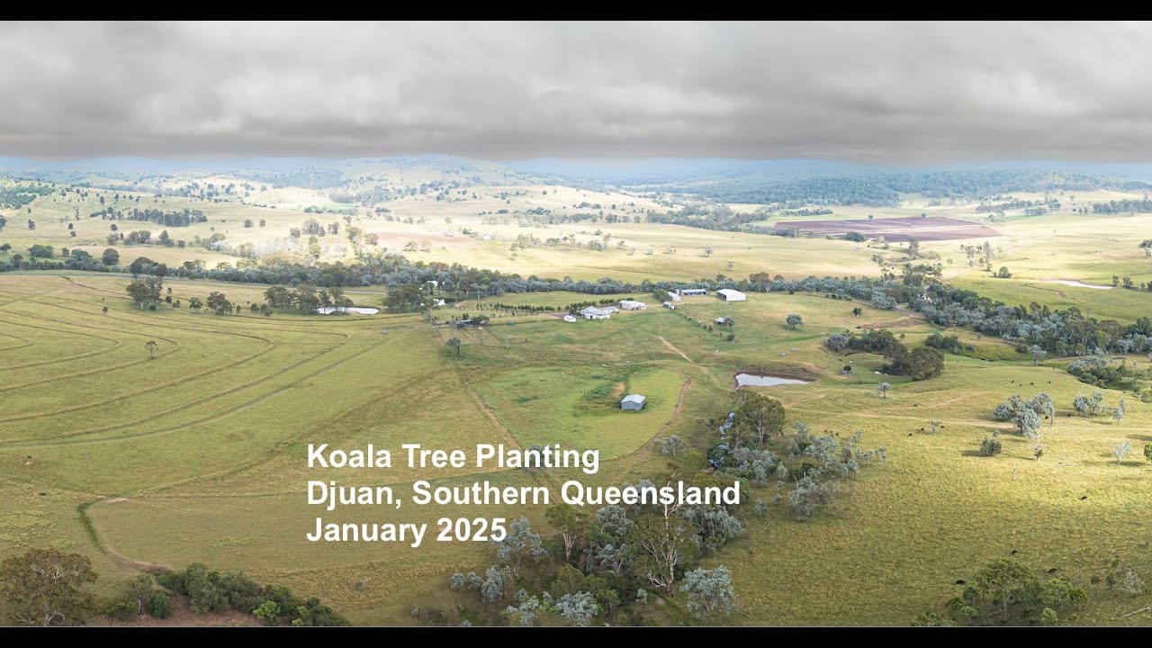 Koala Tree Planting - Djuan, Southern Qld