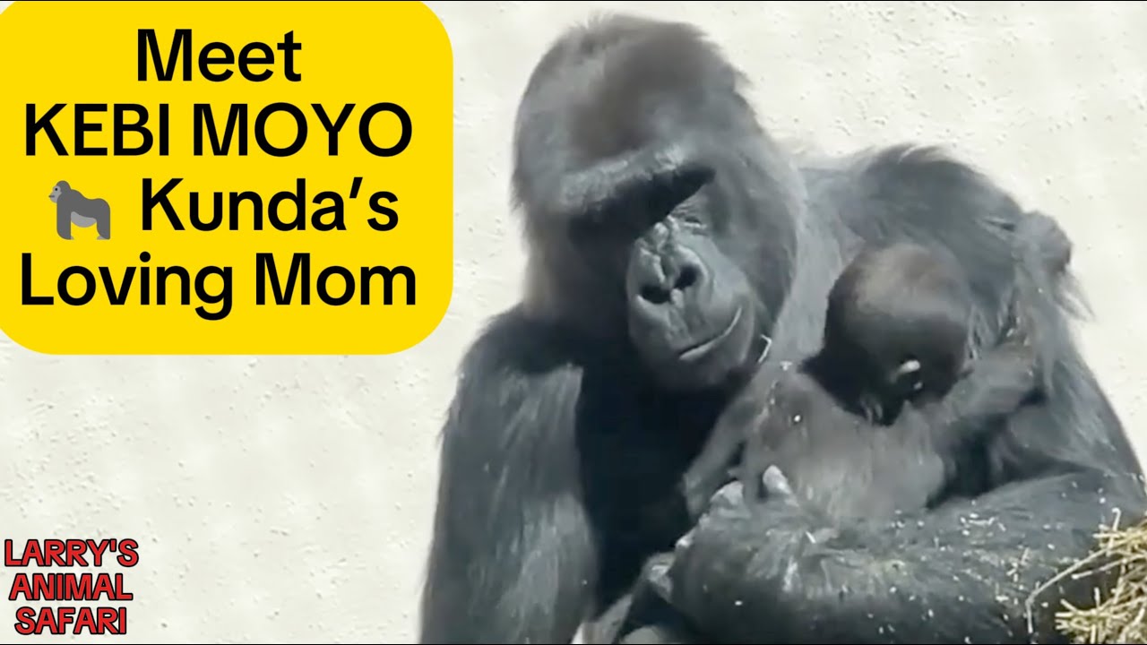 Познакомьтесь с Кеби Мойо — мамой-гориллой из отряда Джамилы #gorillas